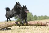 SCHIPPERKE 123